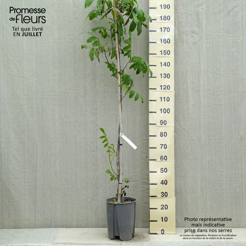 Spécimen de Noyer commun - Juglans regia Fernor Pot de 7,5L/10L, Demi-Tige tel que livré en été