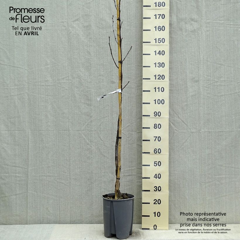 Spécimen de Noyer commun - Juglans regia Fernor Pot de 10L tel que livré au printemps
