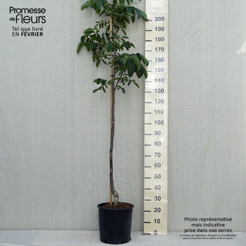 Spécimen de Noyer commun Weinsberg 1 - Juglans regia  Pot de 18L/20L, Baliveau, Baliveau tel que livré en automne