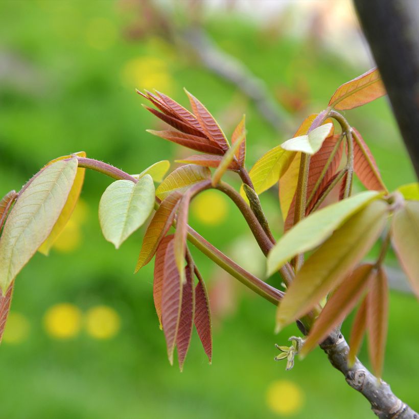 Noyer commun Weinsberg 1 - Juglans regia  (Feuillage)