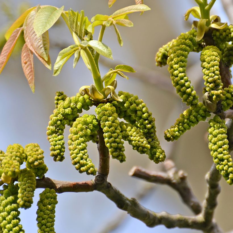 Noyer commun Weinsberg 1 - Juglans regia  (Floraison)