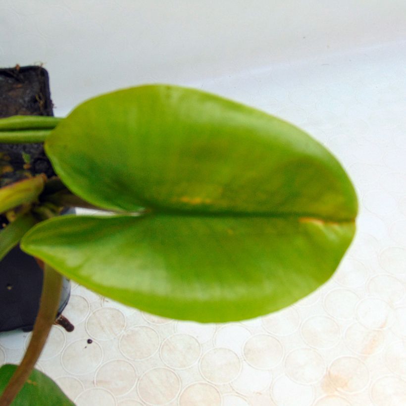 Nuphar lutea - Nénuphar jaune   (Feuillage)