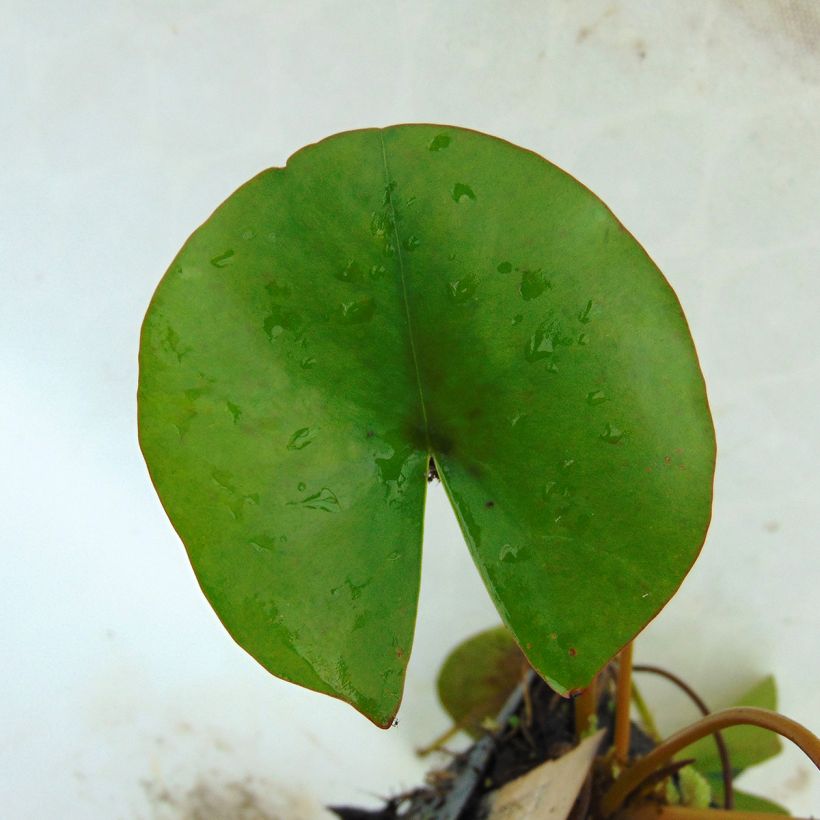 Nymphaea Aurora - Nénuphar orange (Feuillage)