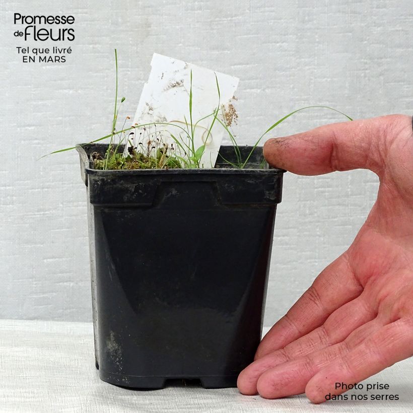 Spécimen de Nymphaea Aurora - Nénuphar orange Godet de 9cm tel que livré au printemps