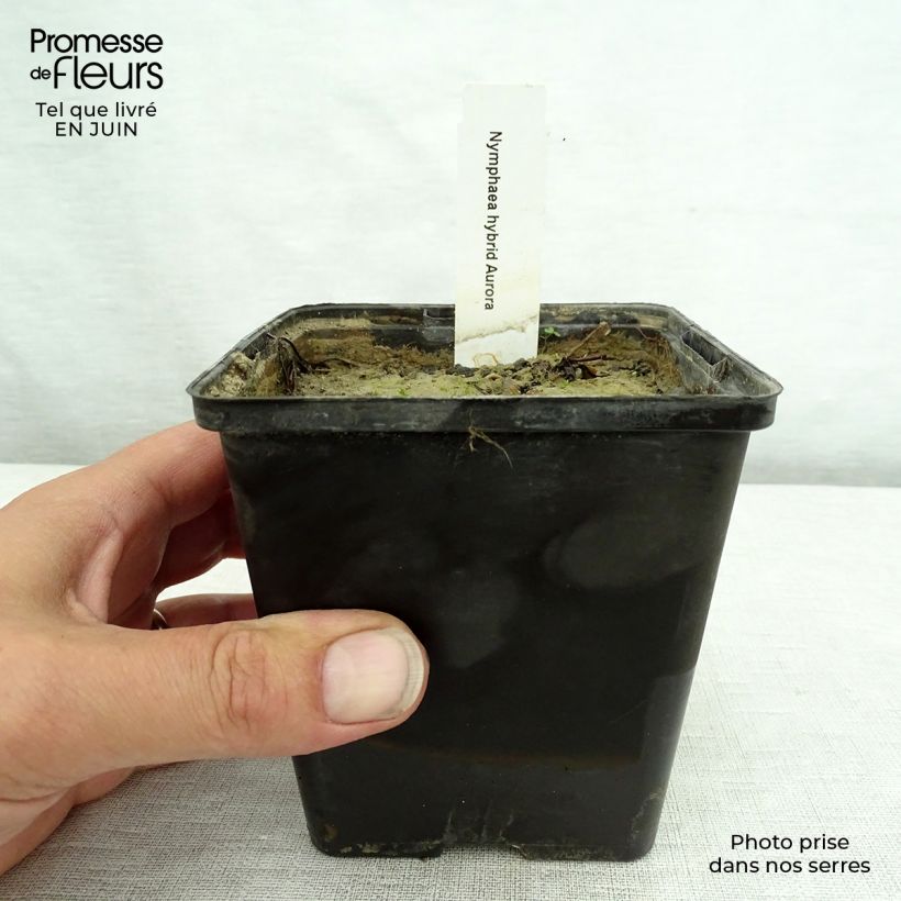 Spécimen de Nymphaea Aurora - Nénuphar orange Godet de 8/9 cm tel que livré en été