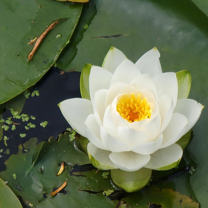 Nymphaea candida - Nénuphar luisant (Floraison)