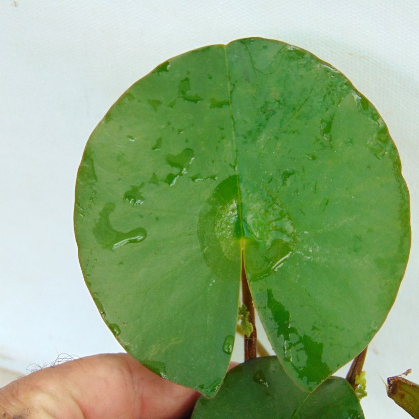 Nymphaea Fabiola - Nénuphar rose (Feuillage)