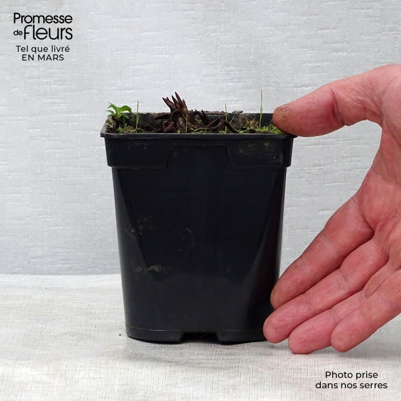 Spécimen de Nymphaea Fabiola - Nénuphar rose Godet de 9cm tel que livré au printemps