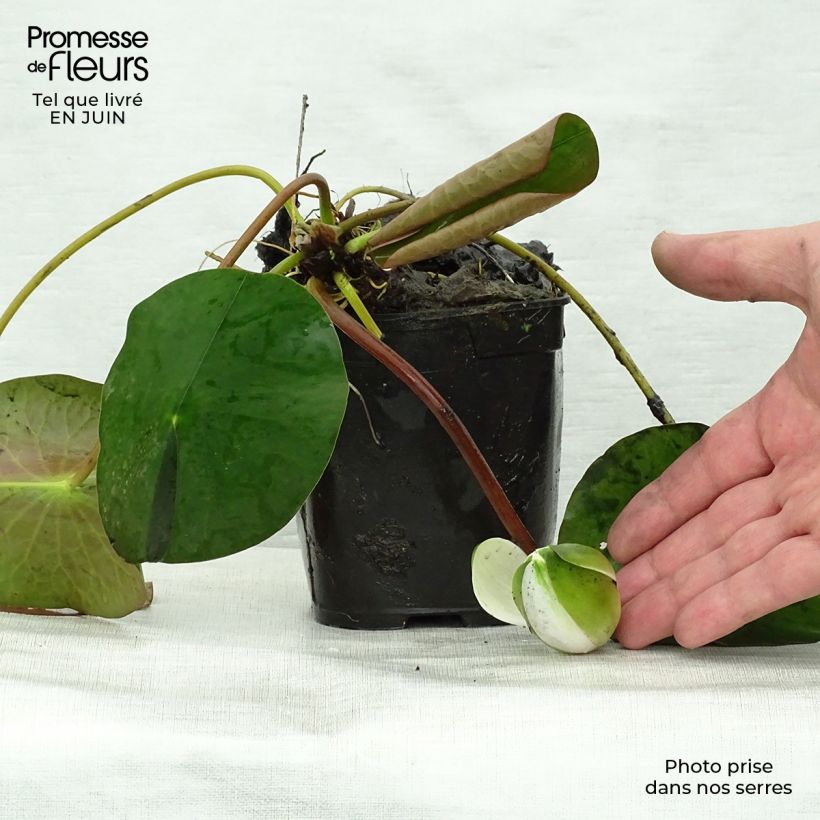 Spécimen de Nymphaea Fabiola - Nénuphar rose Godet de 8/9 cm tel que livré en été