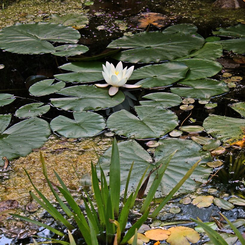 Nymphaea Hermine - Nénuphar blanc rustique (Port)