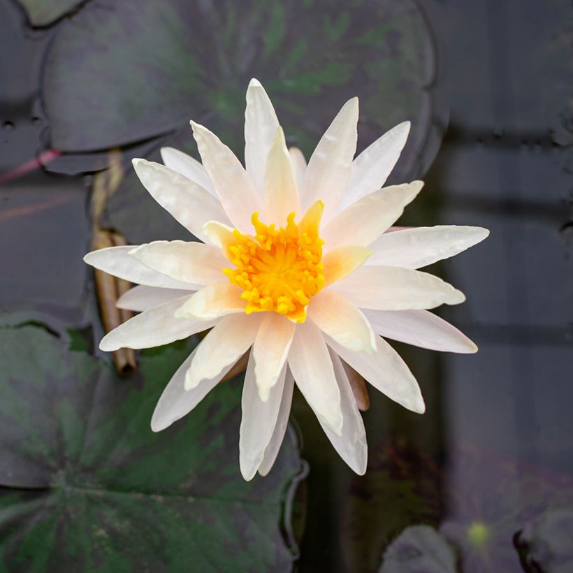 Nymphaea Starbright - Nénuphar rustique (Floraison)