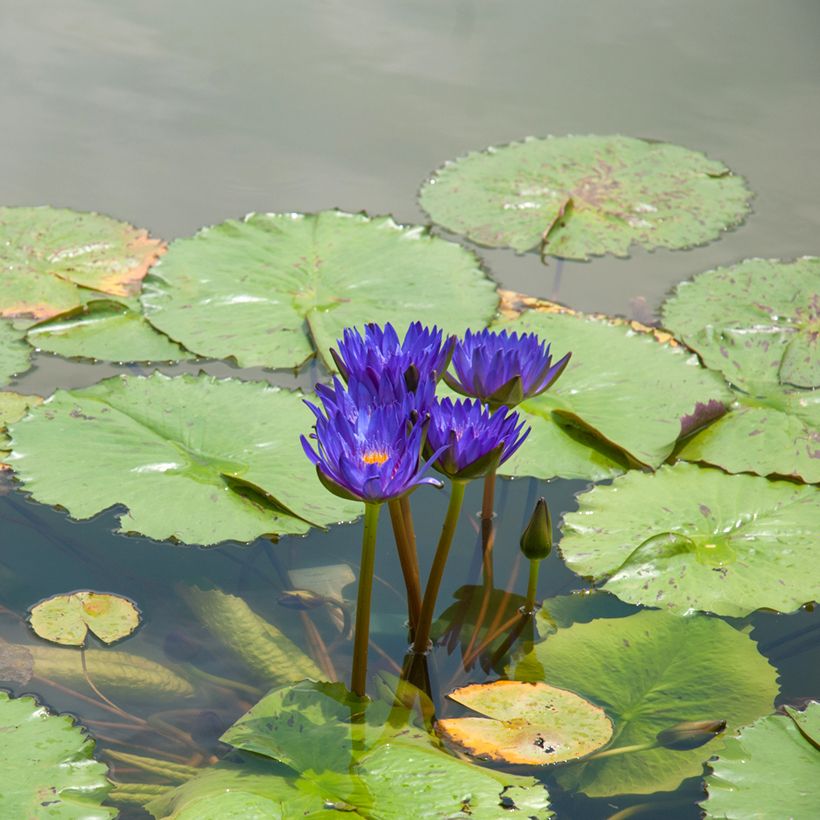 Nymphaea Tina - Nénuphar tropical (Port)