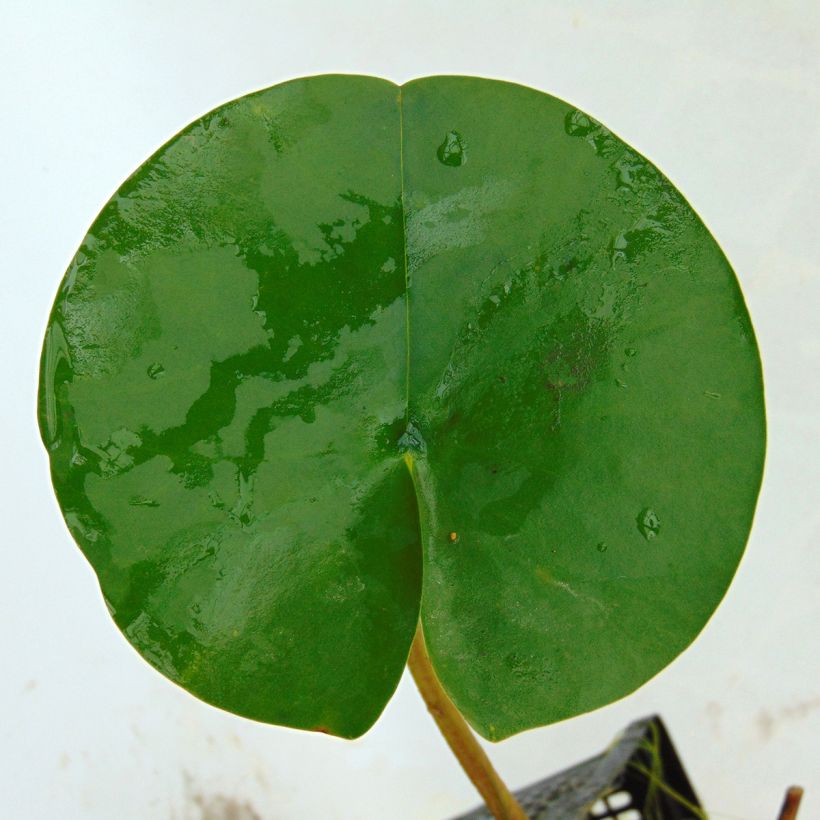 Nymphaea tetragona - Nénuphar nain blanc (Feuillage)