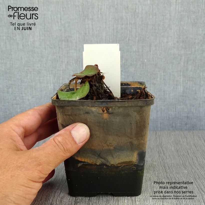Spécimen de Nymphaea tetragona - Nénuphar nain blanc Pot de 1L/1,5L tel que livré en été