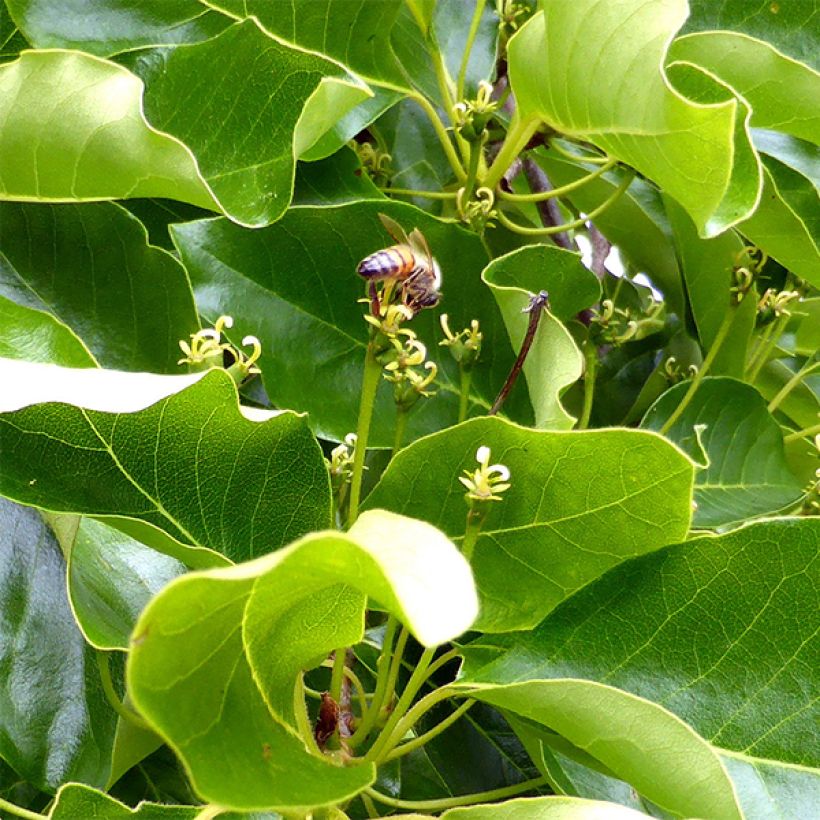 Gommier noir - Nyssa sylvatica (Feuillage)