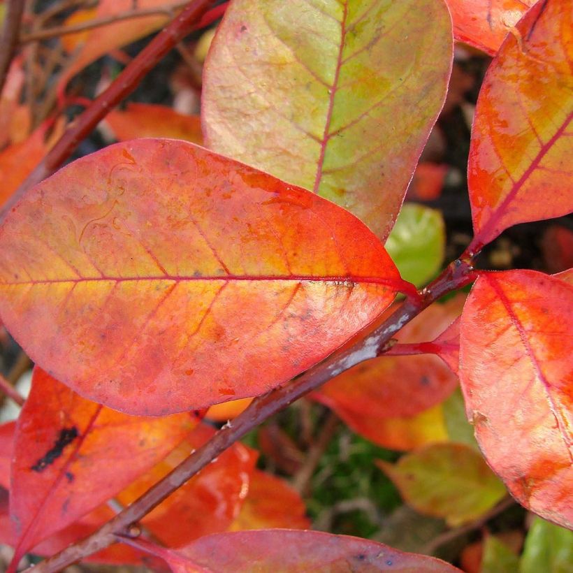 Gommier noir - Nyssa sylvatica Autumn Cascades (Feuillage)