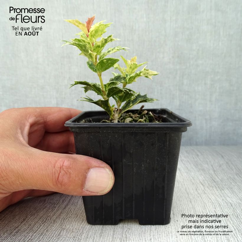 Spécimen de Osmanthus heterophyllus tricolor Godet de 8/9 cm tel que livré en été