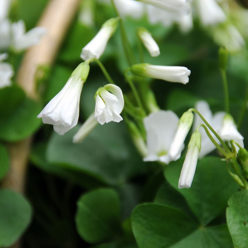 Oxalis triangularis ssp.papilionacea (Floraison)