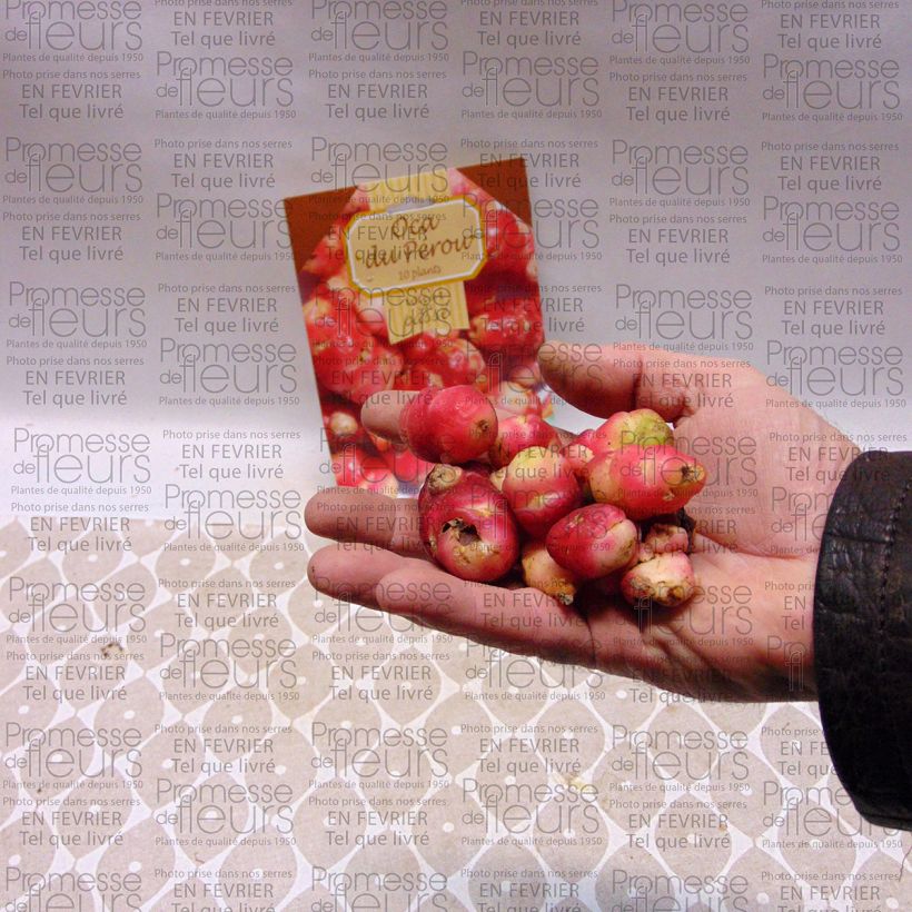 Exemple de spécimen de Oca du Pérou - truffette acide - 5 plants tel que livré