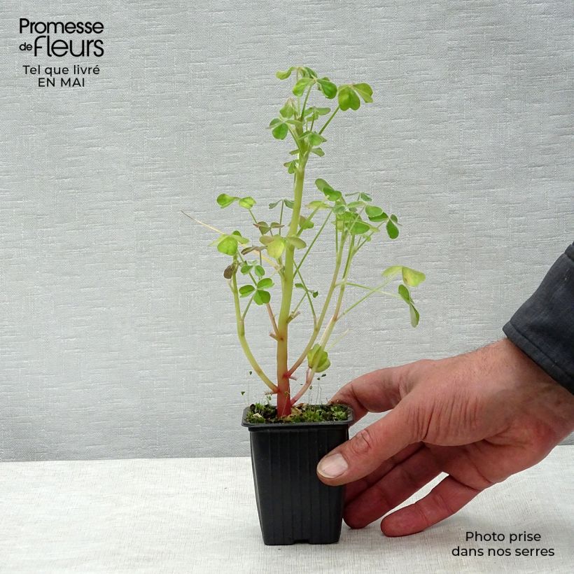 Spécimen de Oca du Pérou - truffette acide Godet de 8/9 cm tel que livré au printemps