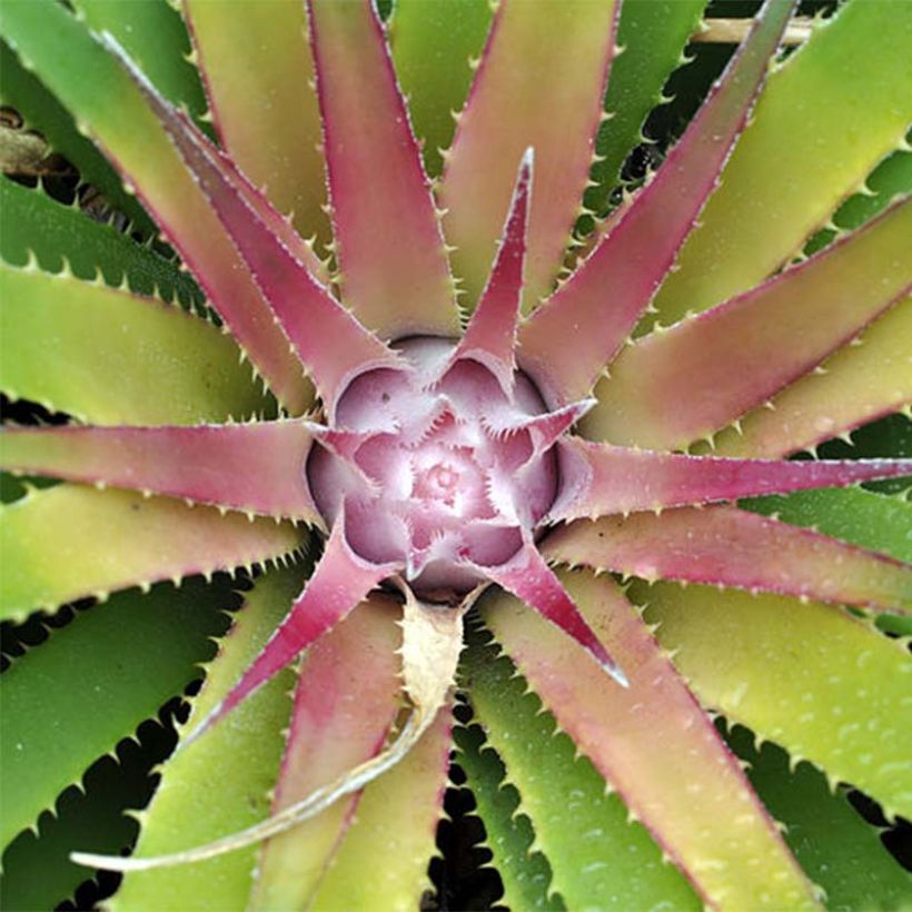 Ochagavia carnea (Feuillage)