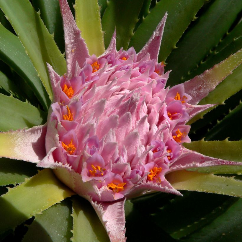 Ochagavia carnea (Floraison)