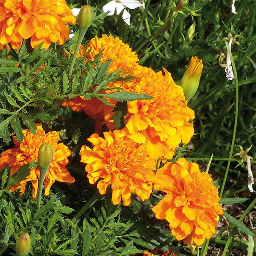 Oeillet d'Inde Bonanza Orange (Floraison)