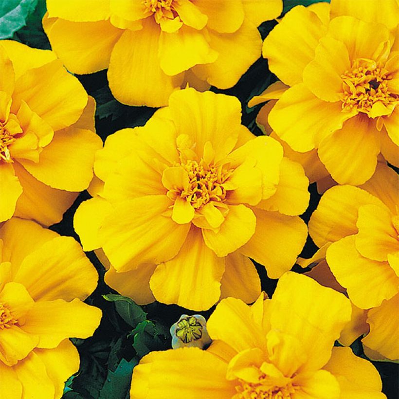 Oeillet d'Inde Durango Yellow (Floraison)