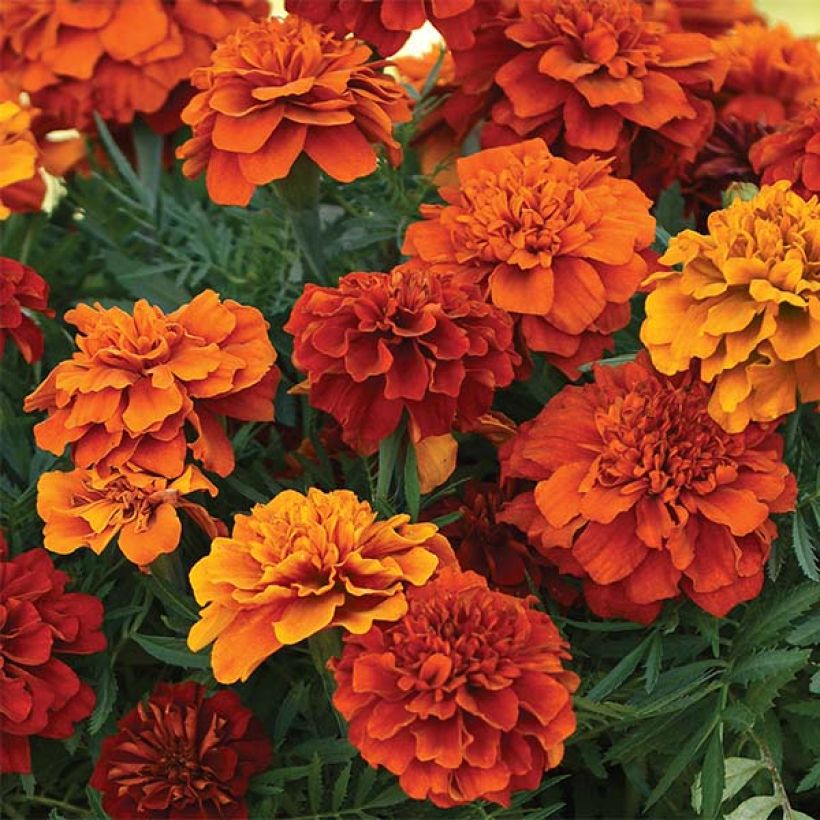 Oeillet d'Inde Fireball (Floraison)