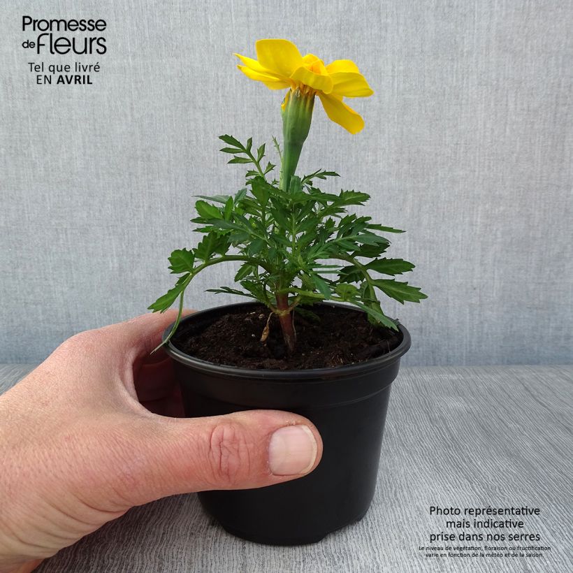 Spécimen de Oeillet d'Inde Durango Yellow - godet de 8/9cm tel que livré au printemps
