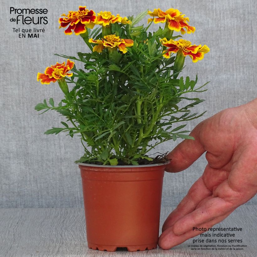 Spécimen de Oeillet d'Inde Queen Yellow Fire Mini-mottes Pot de 10 cm/11cm tel que livré au printemps