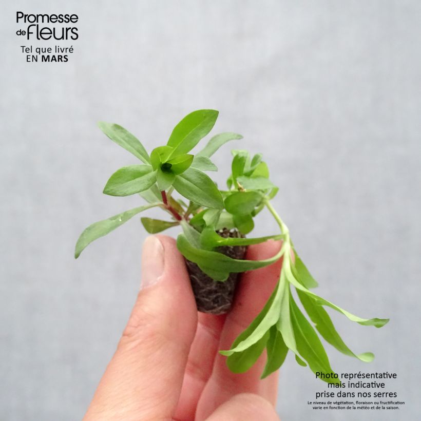 Spécimen de Oeillet de poète Gigas Mix - Dianthus barbatus Mini-motte 4 cm tel que livré au printemps