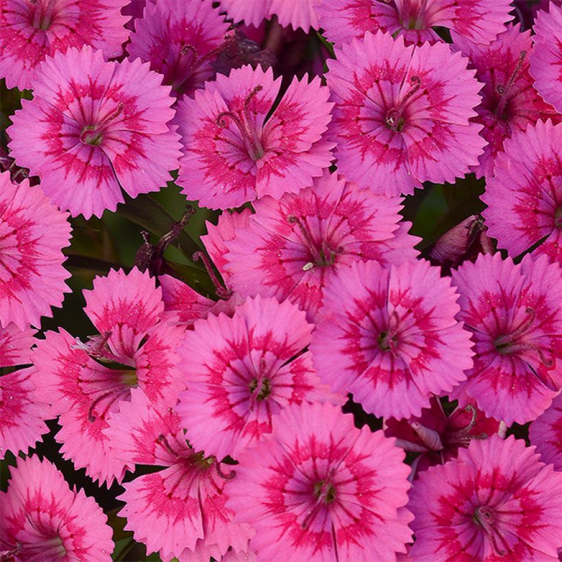 Oeillet de poète Jolt Pink (Floraison)