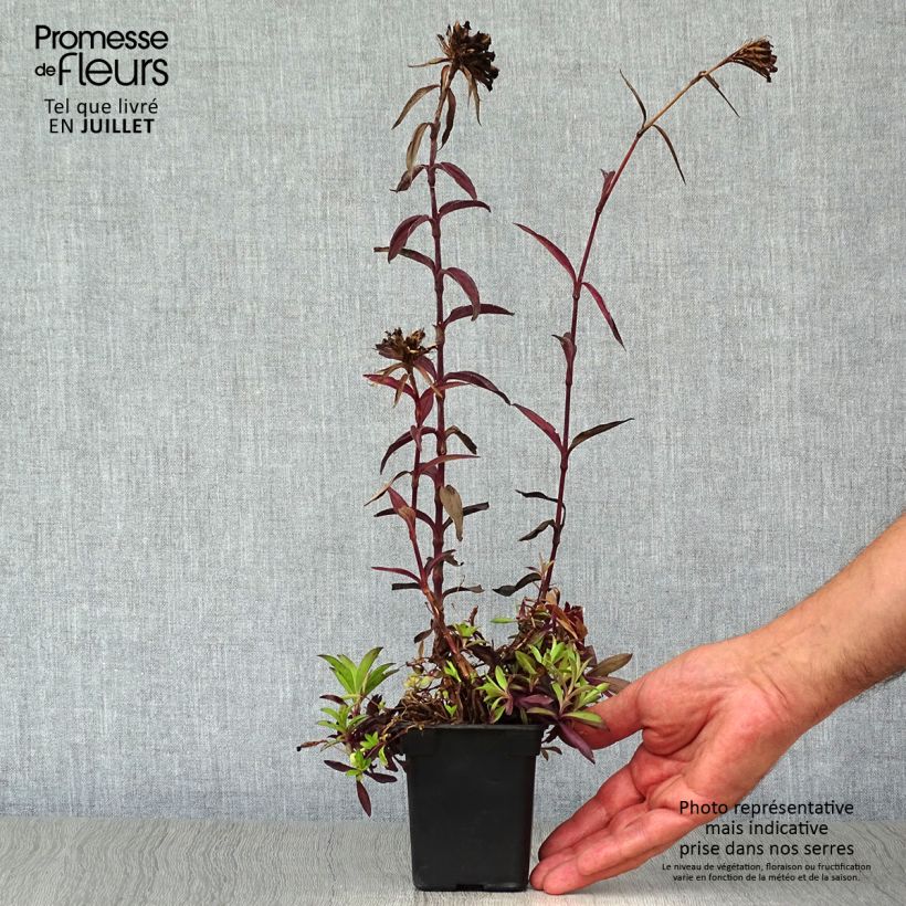 Spécimen de Oeillet de poète Sooty - Dianthus barbatus nigrescens Godet de 7/8 cm tel que livré en été