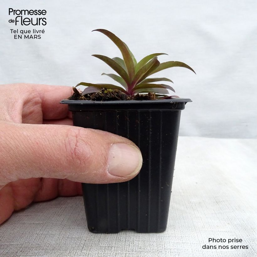 Spécimen de Oeillet de poète Sooty - Dianthus barbatus nigrescens Godet de 8 cm tel que livré au printemps