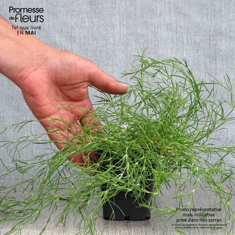 Spécimen de Oeillet des rochers - Petrorhagia saxifraga Godet de 9cm tel que livré au printemps