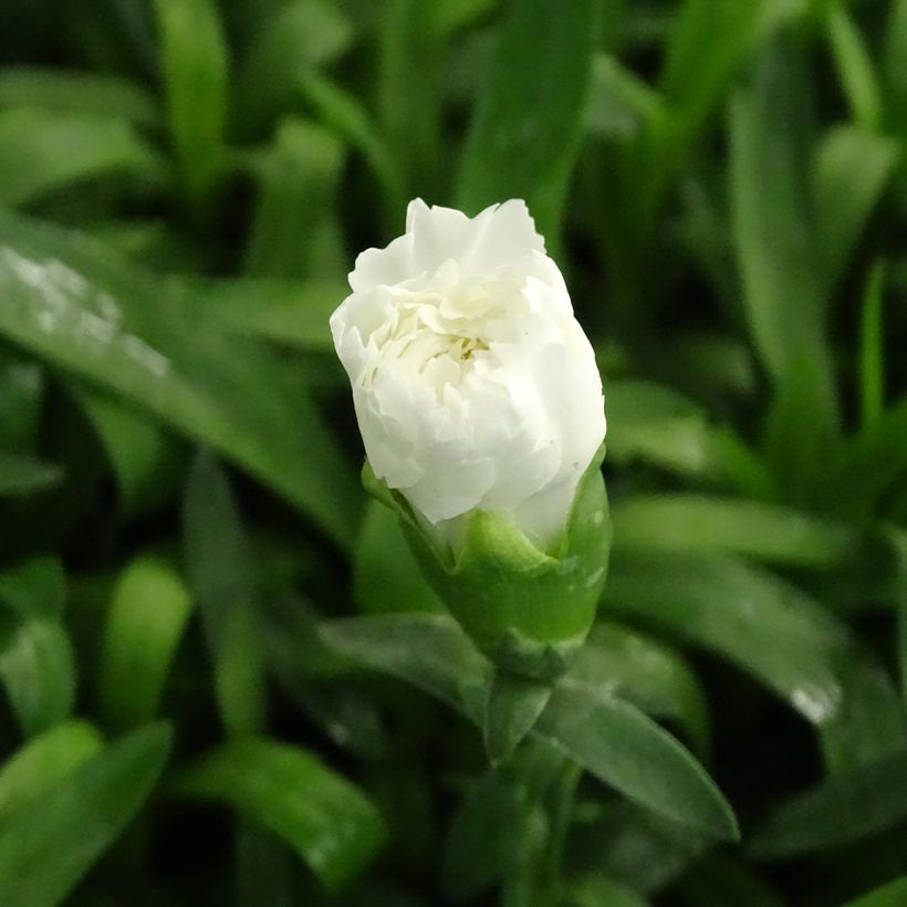 Oeillet double vivace Sunflor Cosmos - Dianthus hybride (Floraison)