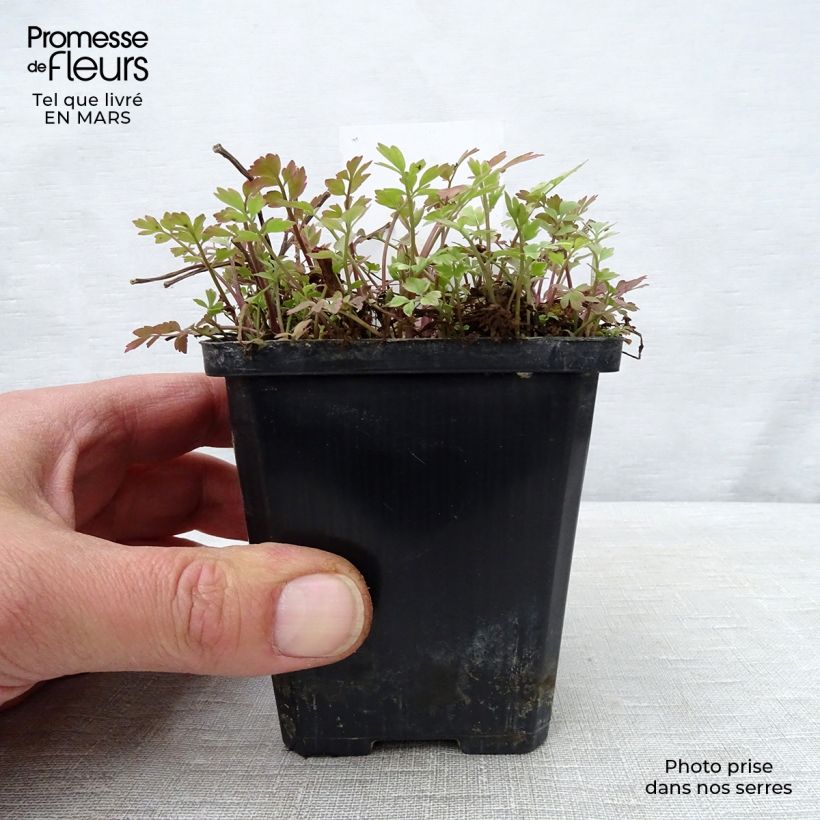 Spécimen de Oenanthe javanica Flamingo - Oenanthe panachée blanc rose Godet de 9cm tel que livré au printemps