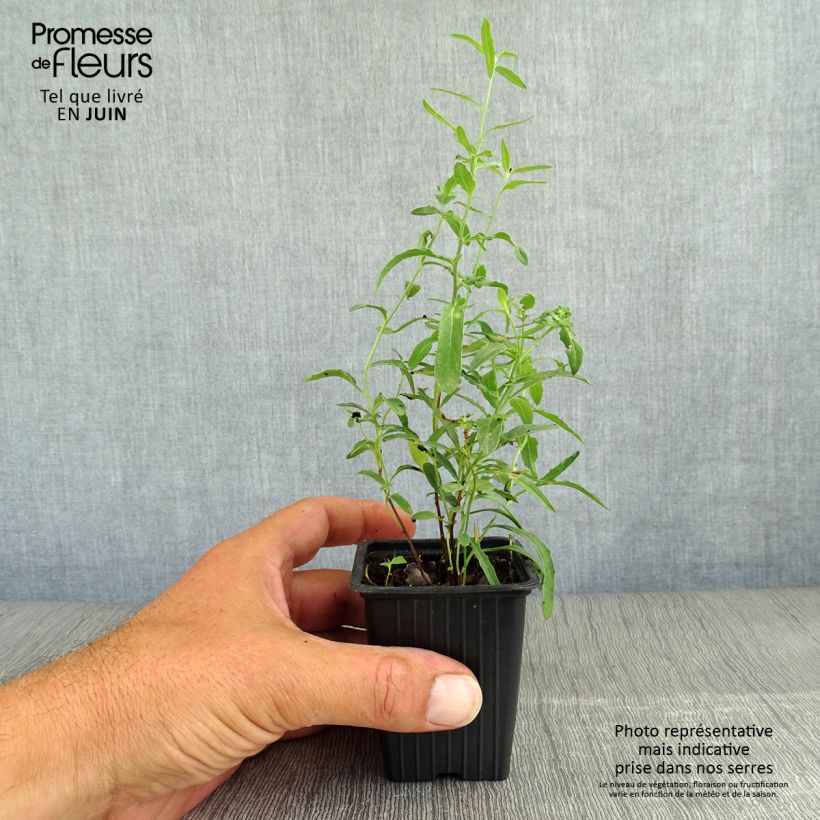 Spécimen de Oenothera speciosa - Oenothère rose Godet de 7/8 cm tel que livré en été