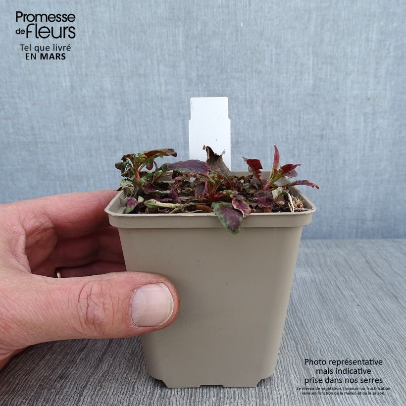 Spécimen de Oenothera Twilight - Onagre Godet de 8/9 cm tel que livré en hiver