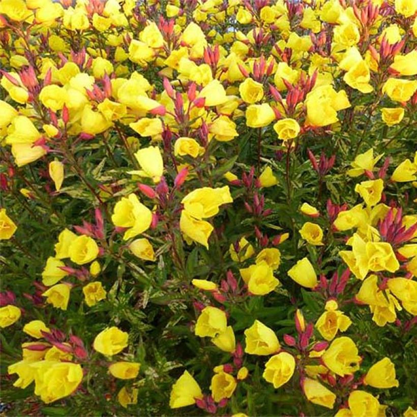 Oenothera fruticosa Camel - Oenothère à feuilles linéaires Camel - Onagre à feuilles panachées de jaune (Floraison)