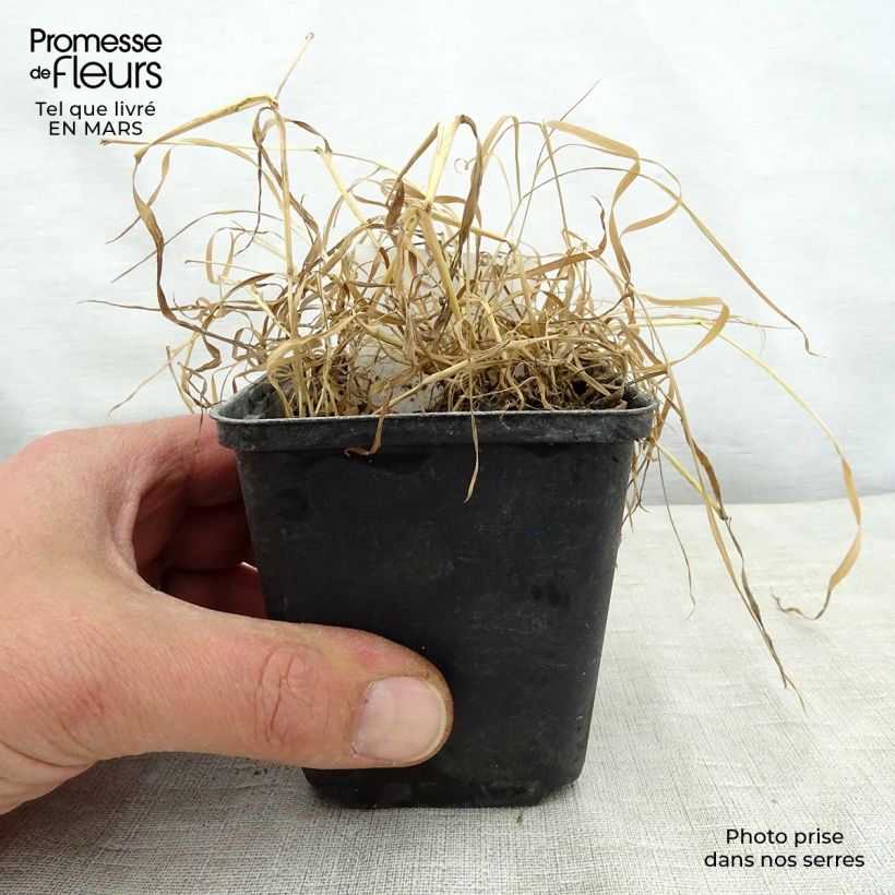 Spécimen de Oenothera fruticosa Camel - Oenothère à feuilles linéaires Camel - Onagre à feuilles panachées de jaune Godet de 9cm tel que livré au printemps