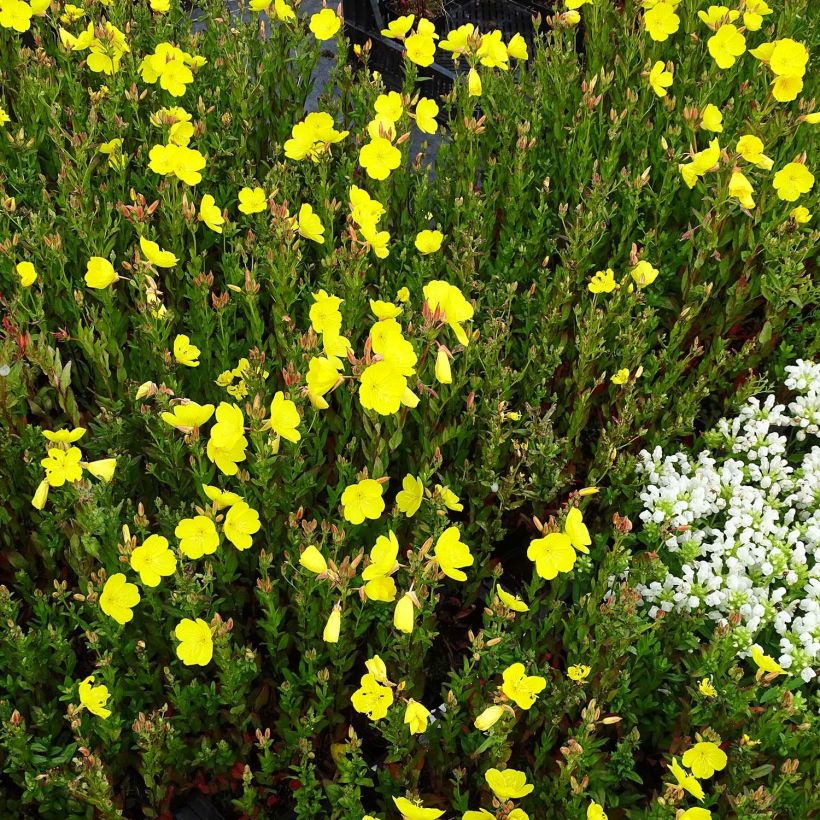 Oenothera fruticosa Hohes Licht - Onagre  (Port)