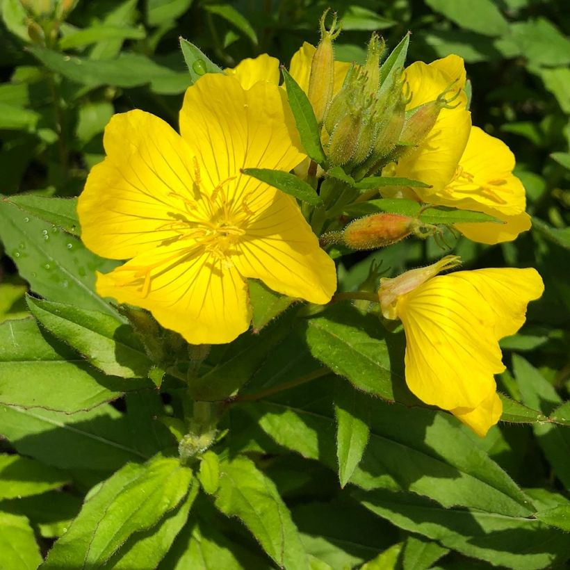 Oenothère Michelle Ploeger - Oenothera fruticosa Michelle Ploeger  (Feuillage)