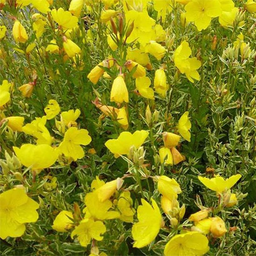 Oenothera fruticosa Silberblatt - Oenothère à feuilles linéaires Silberblatt - Onagre à feuilles panachées (Floraison)