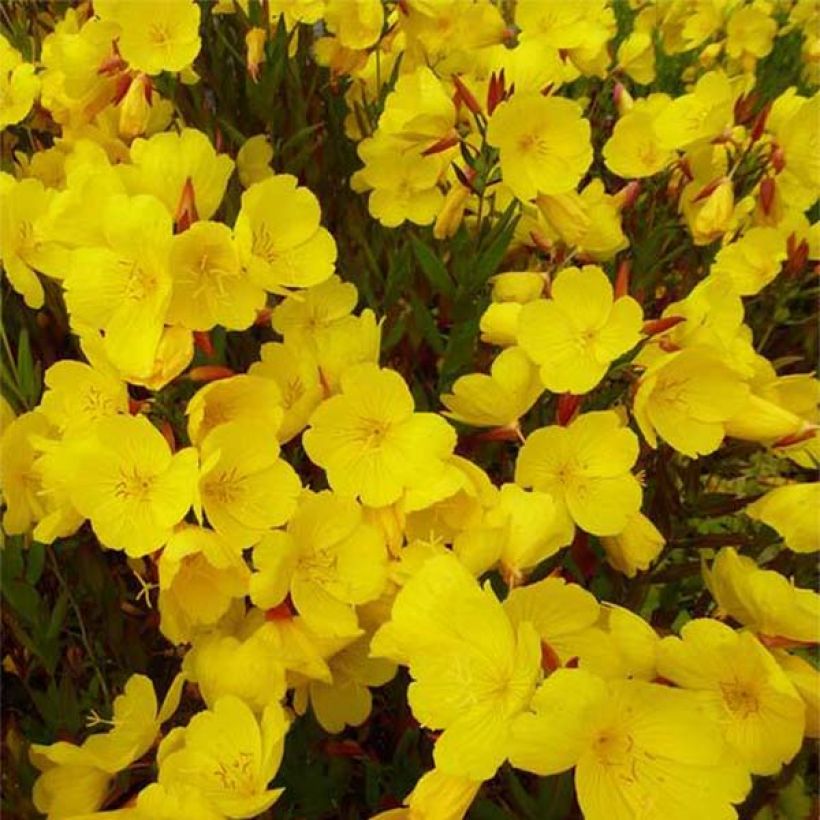 Oenothera fruticosa Sonnenwende - Onagre (Floraison)