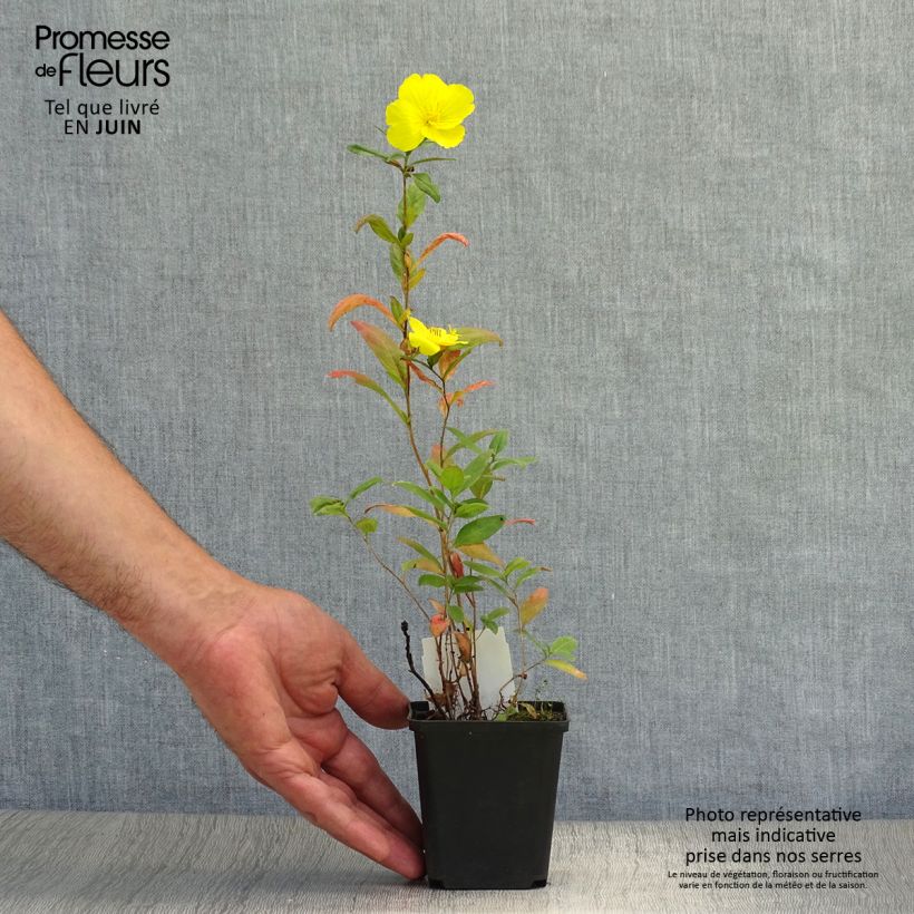 Spécimen de Oenothera fruticosa Sonnenwende - Onagre Godet de 8/9 cm tel que livré en été