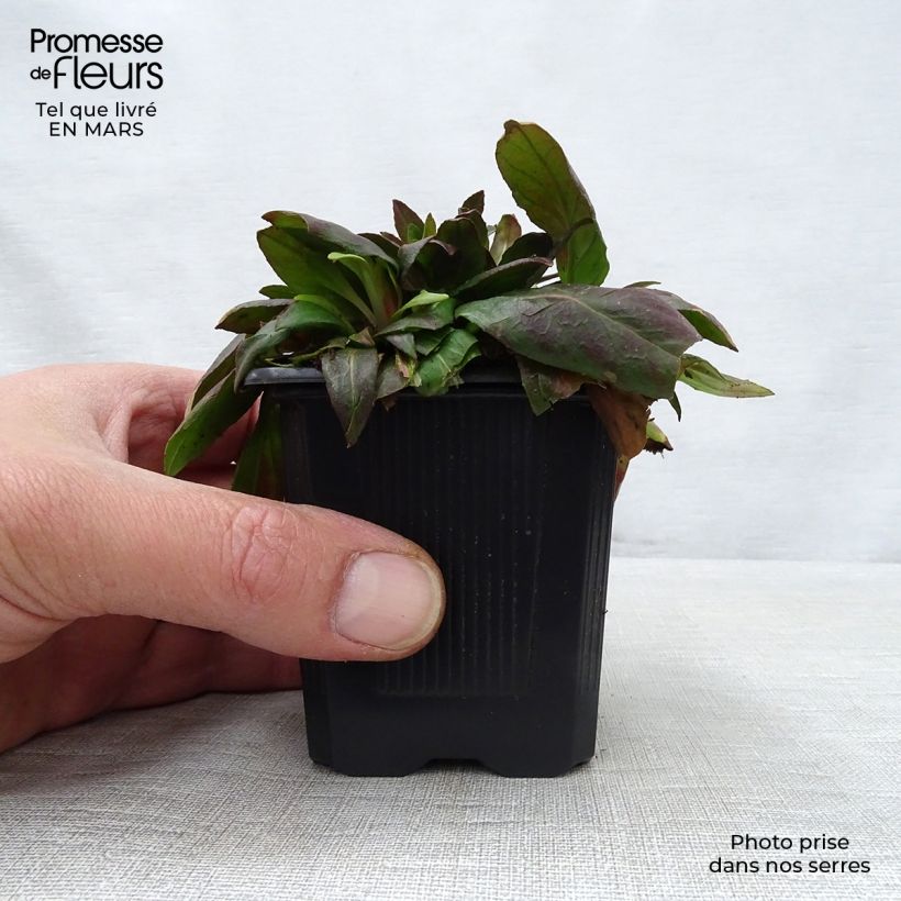 Spécimen de Oenothera fruticosa Sonnenwende - Onagre en godet de 8 cm tel que livré au printemps