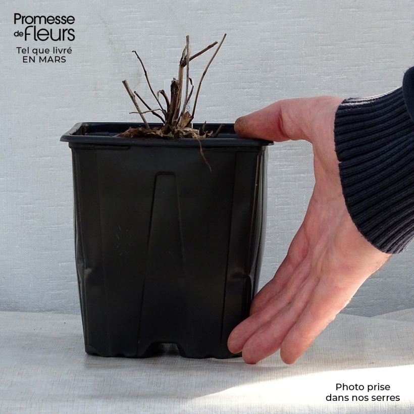 Spécimen de Oenothera fruticosa Sonnenwende - Onagre en pot de 2/3 litres tel que livré au printemps