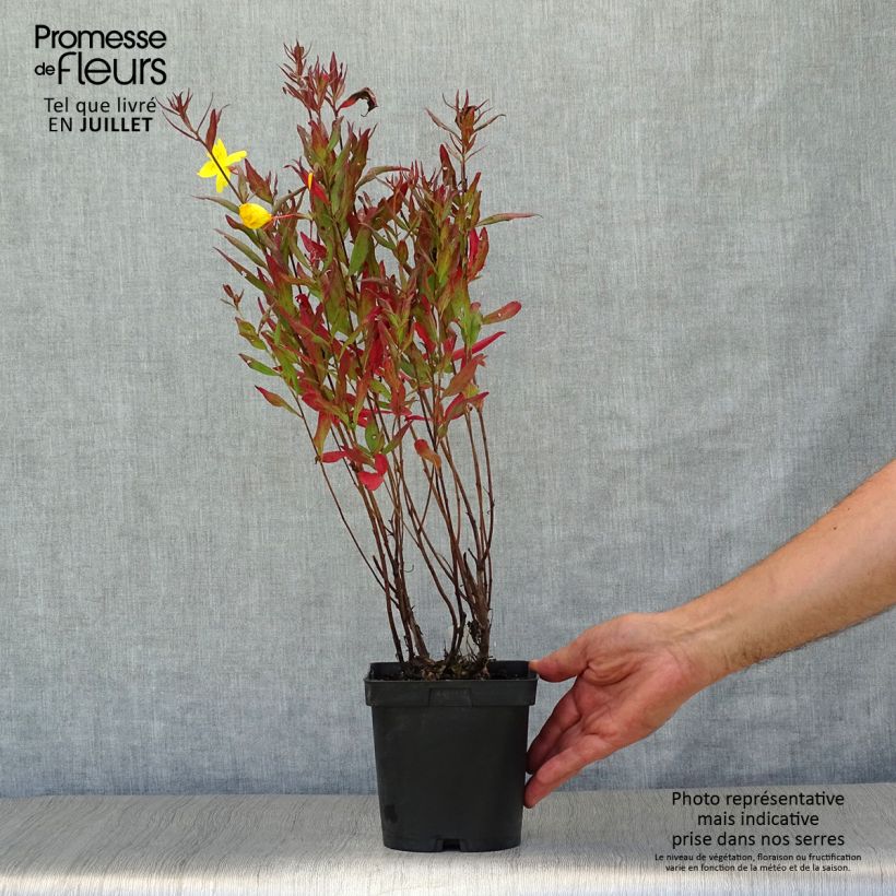 Spécimen de Oenothera fruticosa Sonnenwende - Onagre Pot de 2L/3L tel que livré en été